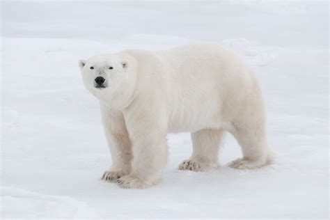 S4dPolarBear .